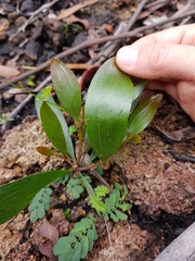 Acacia verniciflua