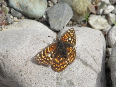 Chlosyne gabbii atrifasciata