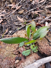 Acacia verniciflua