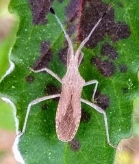 Chariesterus antennator