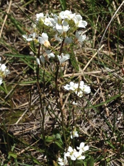 Arabis
