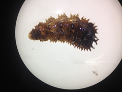 Dasysyrphus