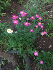 Tanacetum coccineum