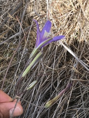 Brodiaea leptandra