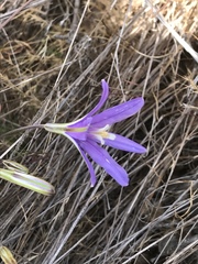 Brodiaea leptandra