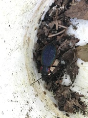 Carabus vietinghoffii