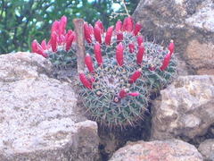 Mammillaria uncinata