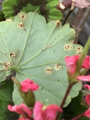 Puccinia pelargonii-zonalis
