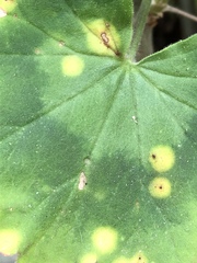 Puccinia pelargonii-zonalis