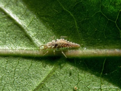 Chrysopidae