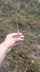 Allium flavum tauricum