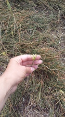Allium flavum tauricum
