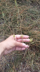 Allium flavum tauricum