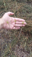 Allium flavum tauricum
