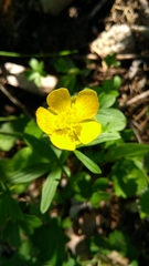 Ranunculus auricomus