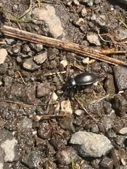 Carabus germarii