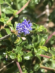 Ceanothus foliosus