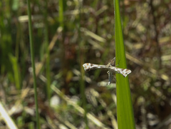 Platyptilia tesseradactyla