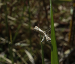 Platyptilia tesseradactyla