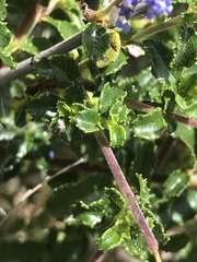 Ceanothus foliosus