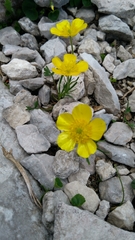 Ranunculus auricomus