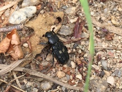 Clinterocera scabrosa