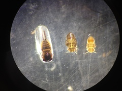 Ctenarytaina eucalypti