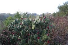 Opuntia