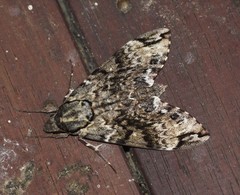 Psilogramma menephron