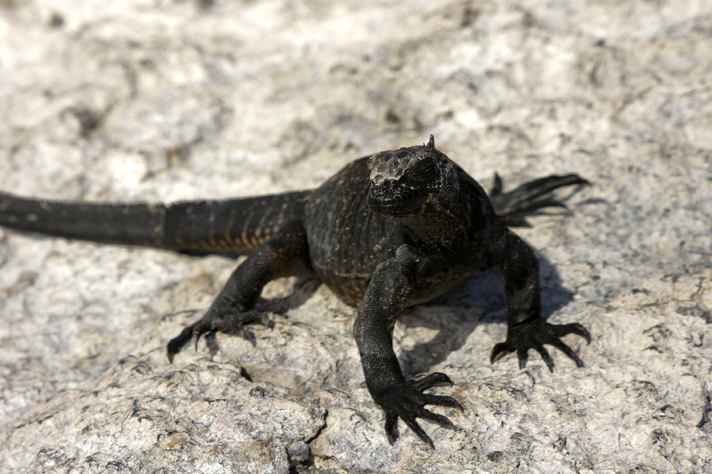 Marine iguanas