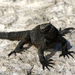 Galápagos Marine Iguanas - Photo (c) David Cook Wildlife Photography, some rights reserved (CC BY-NC)