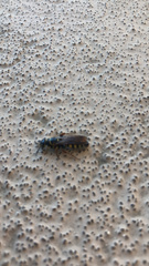 Myzinum carolinianum
