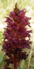 Orobanche foetida
