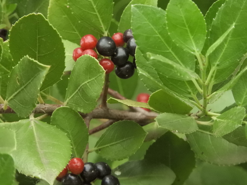Rhamnus alaternus