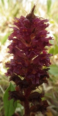 Orobanche foetida