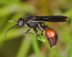 Dasymutilla scaevola