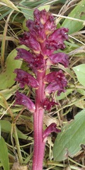 Orobanche foetida