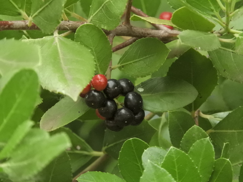 Rhamnus alaternus