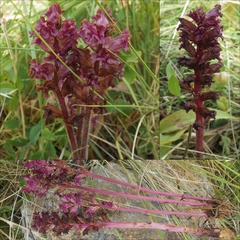 Orobanche foetida