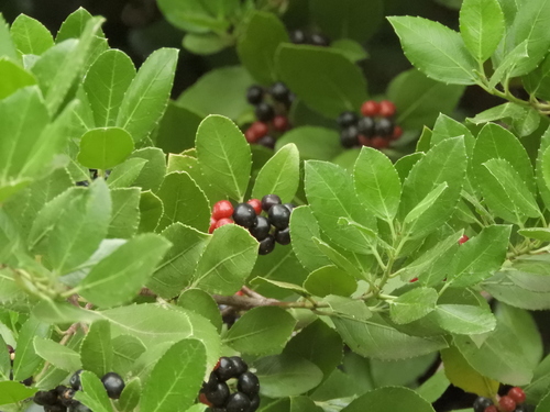 Rhamnus alaternus