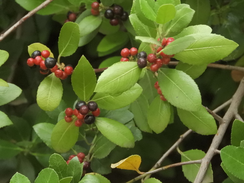Rhamnus alaternus