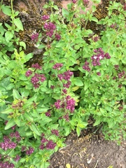Origanum