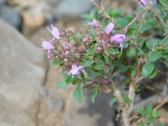 Thymus bashkiriensis