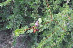 Schinus