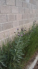 Cirsium arvense vestitum