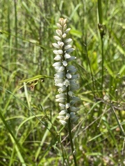 Aletris farinosa