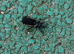 Ectrychotes andreae
