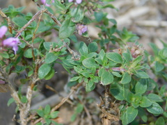 Thymus bashkiriensis