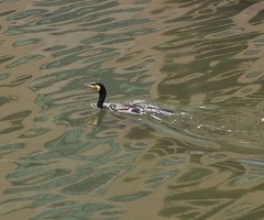 Phalacrocorax carbo