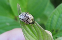 Calligrapha philadelphica